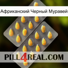 Африканский Черный Муравей cialis2